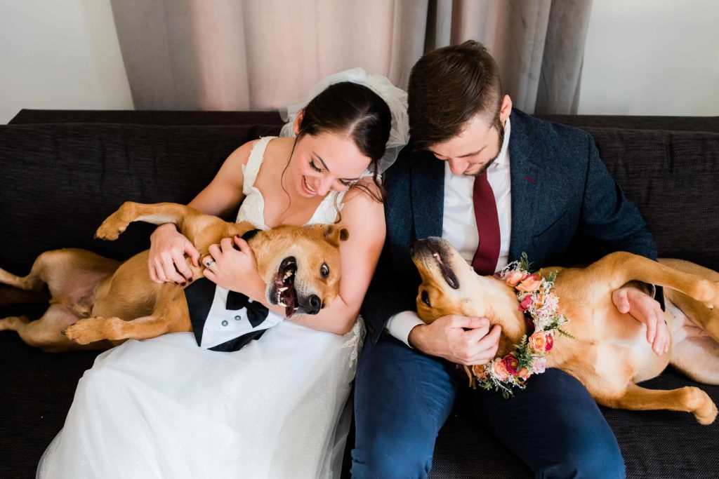 A man in a suit and tie and a woman in a wedding dress sit on a couch. Two brown dogs are on their laps. The dogs are wearing a suit jacket and flower crown and both are being pet. 