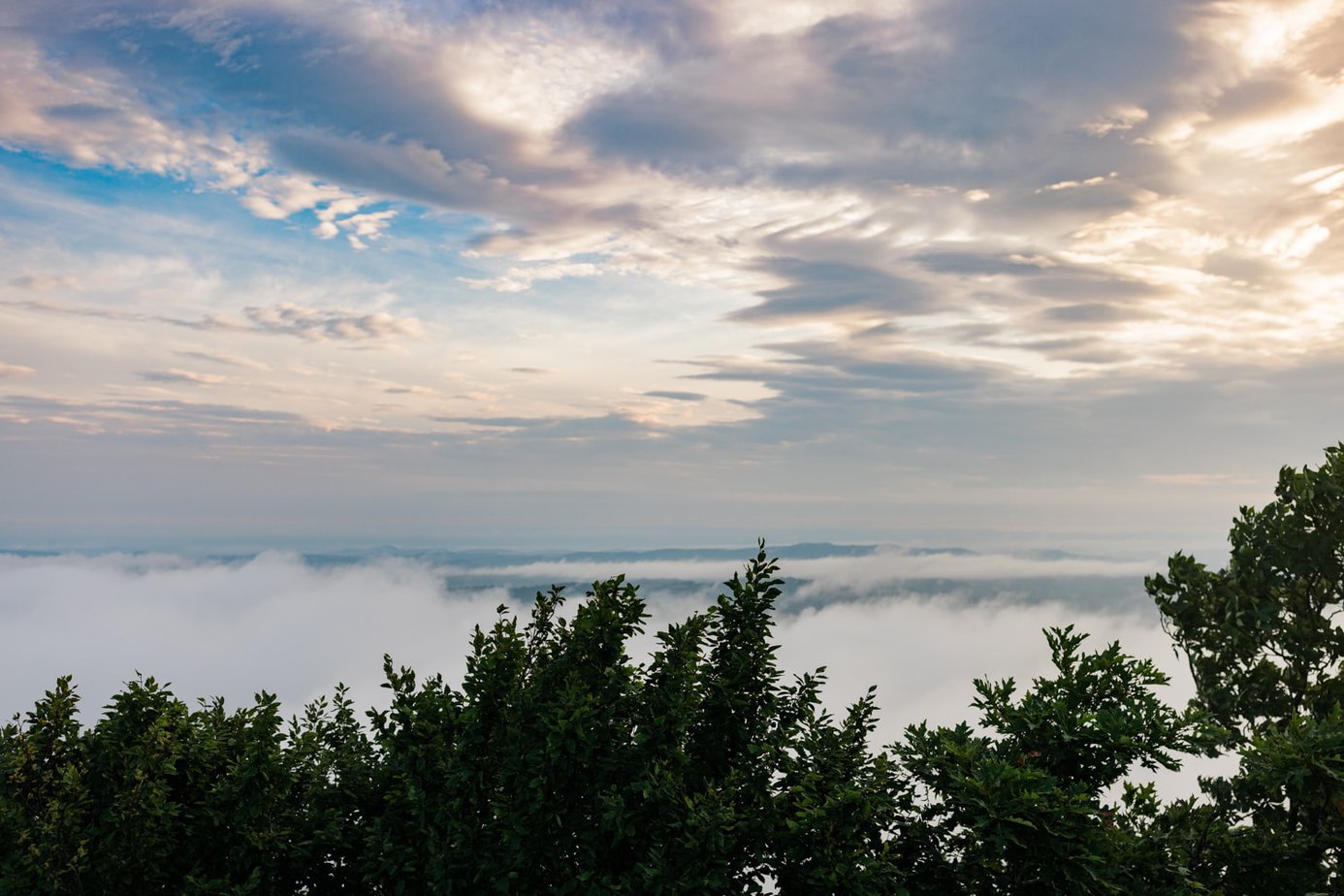 A cloud inversion behind trees with a sunrise